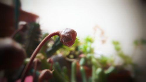 Close-up of plant against blurred background