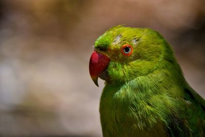 Close-up of parrot