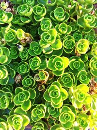 High angle view of succulent plant