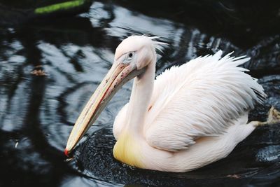 Close-up of pelican swimming in lake