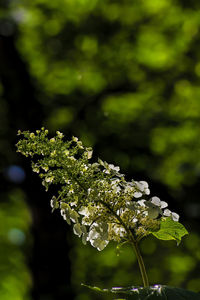 Close-up of white flowering plant