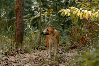 Dog running on field