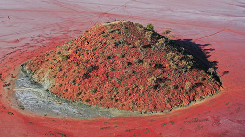 High angle view of red tree in desert