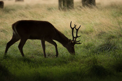 Deer grazing on field