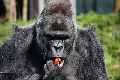 Close-up portrait of black gorilla eating a tomato