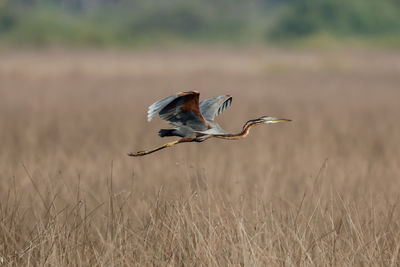 Bird flying in a field