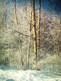 Bare trees on snow covered landscape