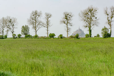 Scenic view of field against clear sky
