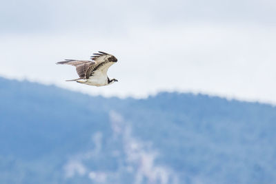 Low angle view of seagull flying in sky