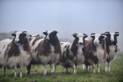 Grazing sheep in the mist