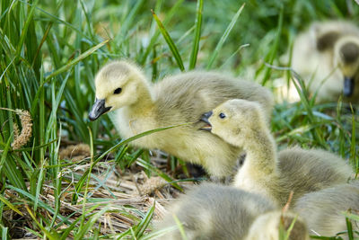 Close-up of ducklings on grass