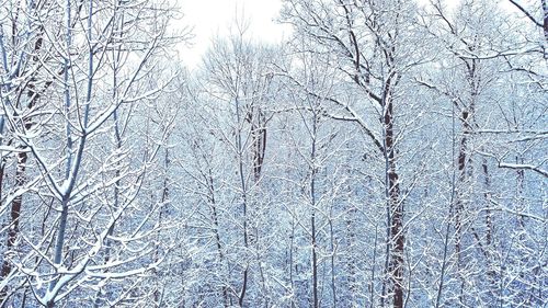 Snow covered plants on land