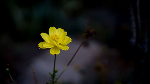 Close-up of yellow flowering plant