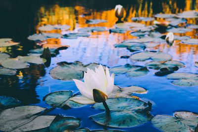 Lilypads with flowers