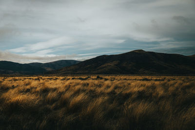 Scenic view of field against sky