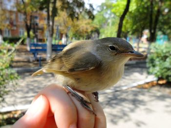 Close-up of hand holding bird