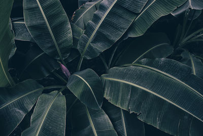 Green banana leaf background