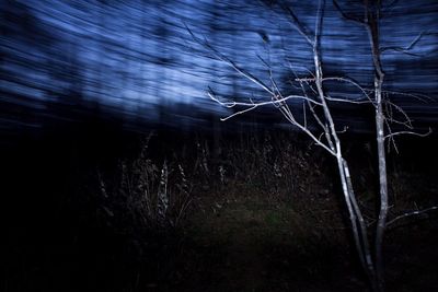 Bare tree in forest