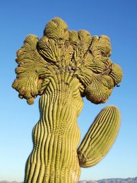 Low angle view of succulent plant against clear blue sky