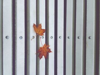 Close-up of orange maple leaf