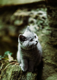 Portrait of a cat looking away