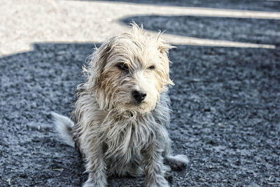 Portrait of dog