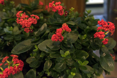 Close-up of red flowering plant