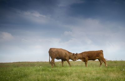 Horses in a field