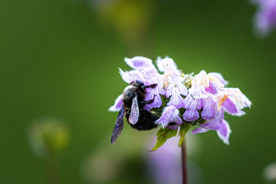 Close-up of insect on purple flower