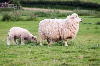 Sheep with lamb walking on grassy field