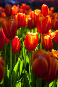 Close-up of red tulips