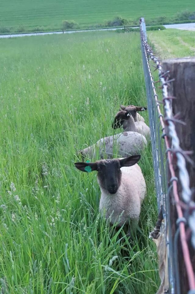 animal themes, grass, field, grassy, mammal, animals in the wild, wildlife, domestic animals, one animal, livestock, green color, two animals, nature, sheep, day, young animal, outdoors, grazing, no people, landscape