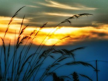 Plants at sunset