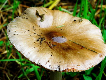 Close-up of flower growing on plant