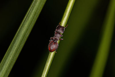 Close-up of insect on plant