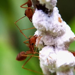 Close-up of ant on flower