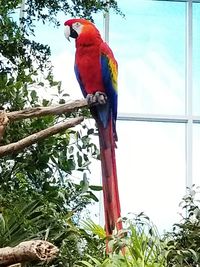 Low angle view of parrot perching on tree