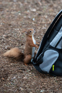 Red squirrel looking for food in a backpack