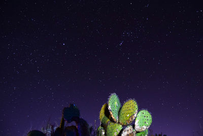 Low angle view of cactus against star field at night