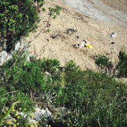 High angle view of plants