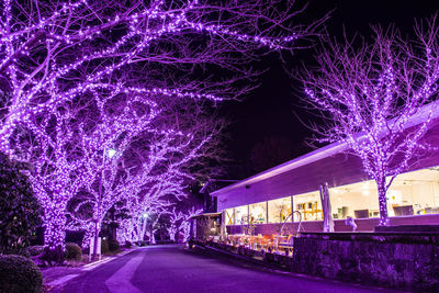 Illuminated street amidst trees at night