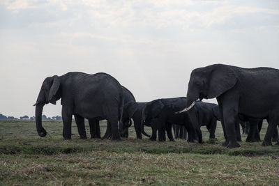 View of elephant in a field