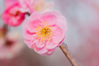 Pink flower ume japanese apricot blossoms on beautiful background. close up.