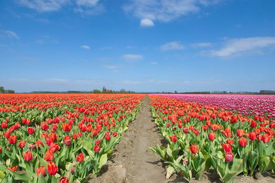 View of red flowering plants on field against sky