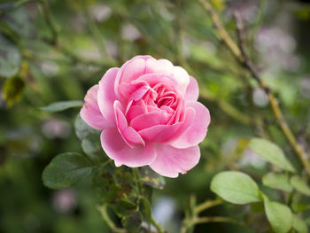 Close-up of a pink rose against blurred background