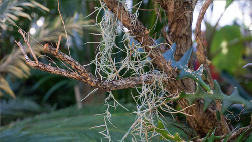 Close-up of plants growing on tree trunk