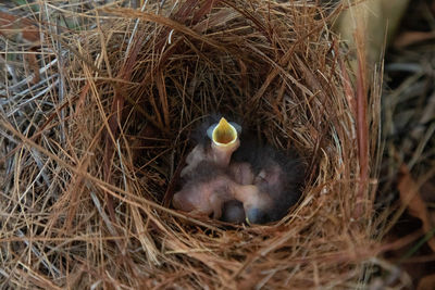 High angle view of birds in nest