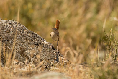 Close-up of bird perching on a field