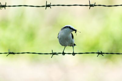 Bird perching on barbed wire