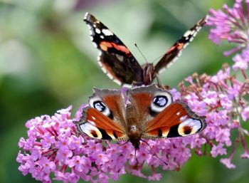 Close-up of butterfly perching on flower